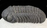Austerops Trilobite - Great Eyes #43519-1